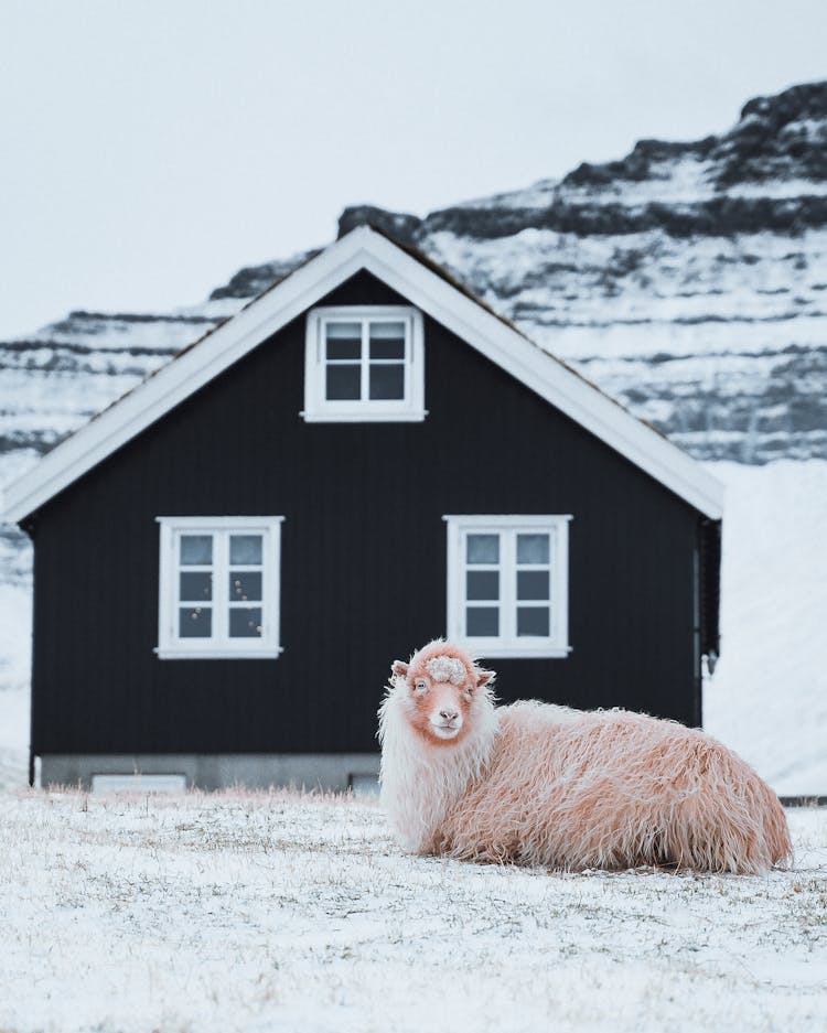 Sheep Lying On Cold Ground Near House