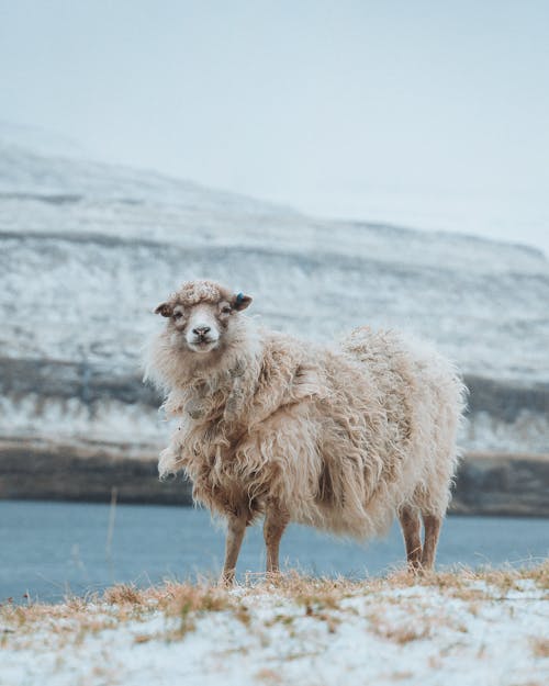 White fluffy curious sheep standing on pasture in countryside in cold winter day