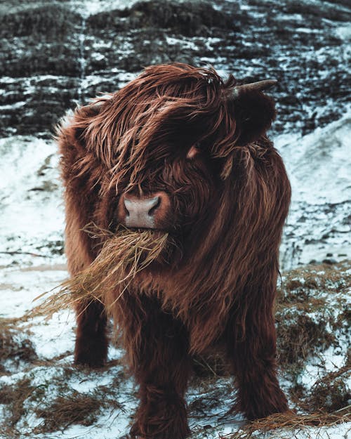 Brown cow pasturing on pasture in winter