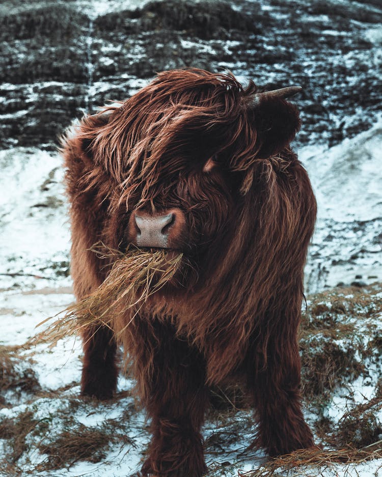 Brown Cow Pasturing On Pasture In Winter