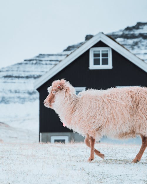 Adorable woolly sheep walking along rural house in beautiful countryside in cold winter day