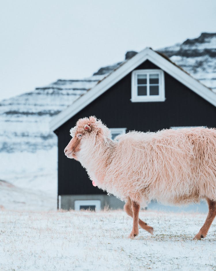 White Sheep On Farm In Countryside