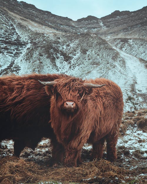 Cows grazing on pasture in mountainous terrain