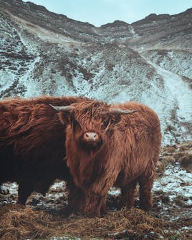 Highland cows grazing peacefully in Sandoy's scenic mountain landscape.