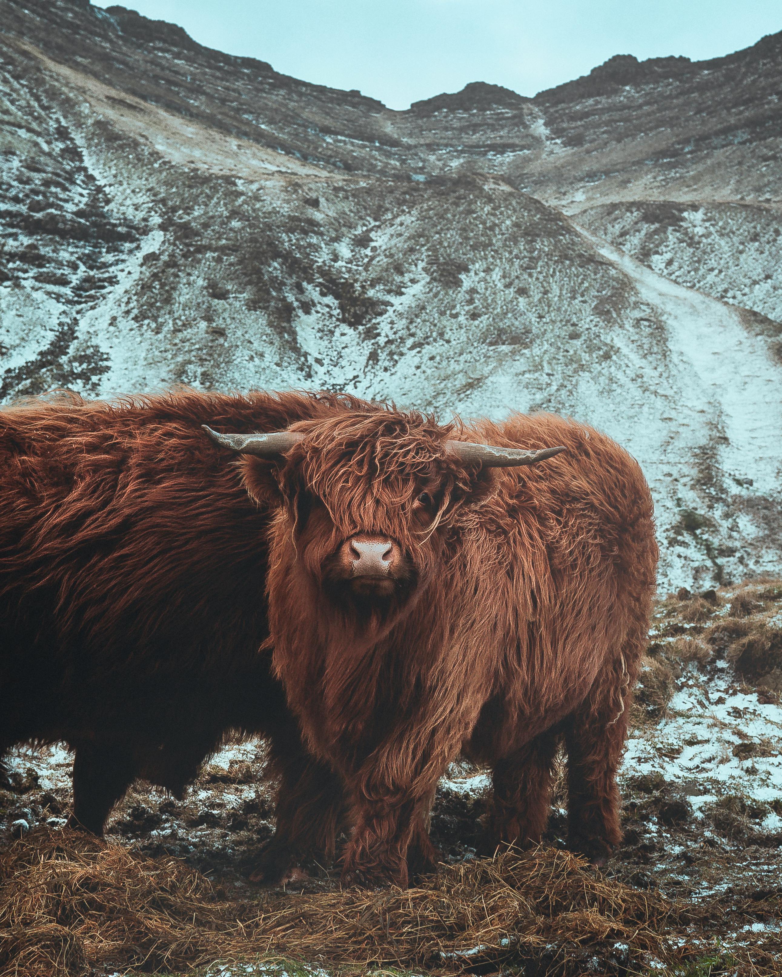 Highland Cow II