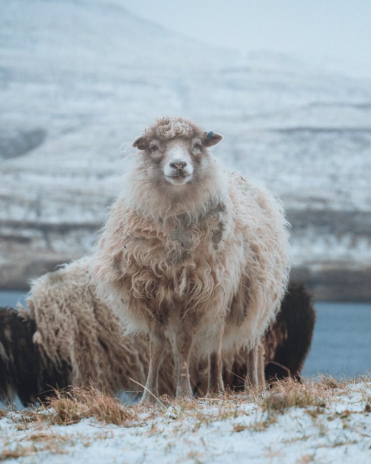 Sheep Standing On Snowy Meadow In Countryside