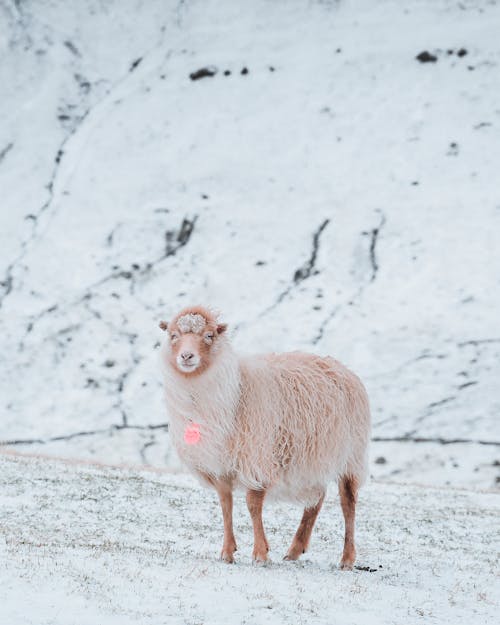 Domestic white sheep standing on snowy field near mountain in countryside in winter