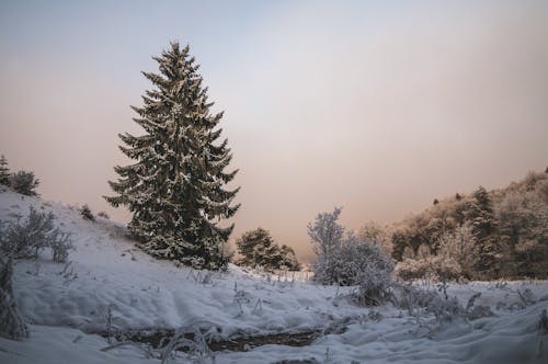 
A Field with Trees during Winter