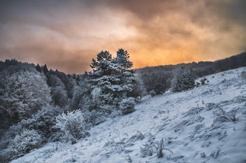 
A Field with Trees during Winter