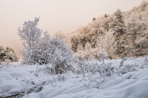 Snow Covered Plants and Trees