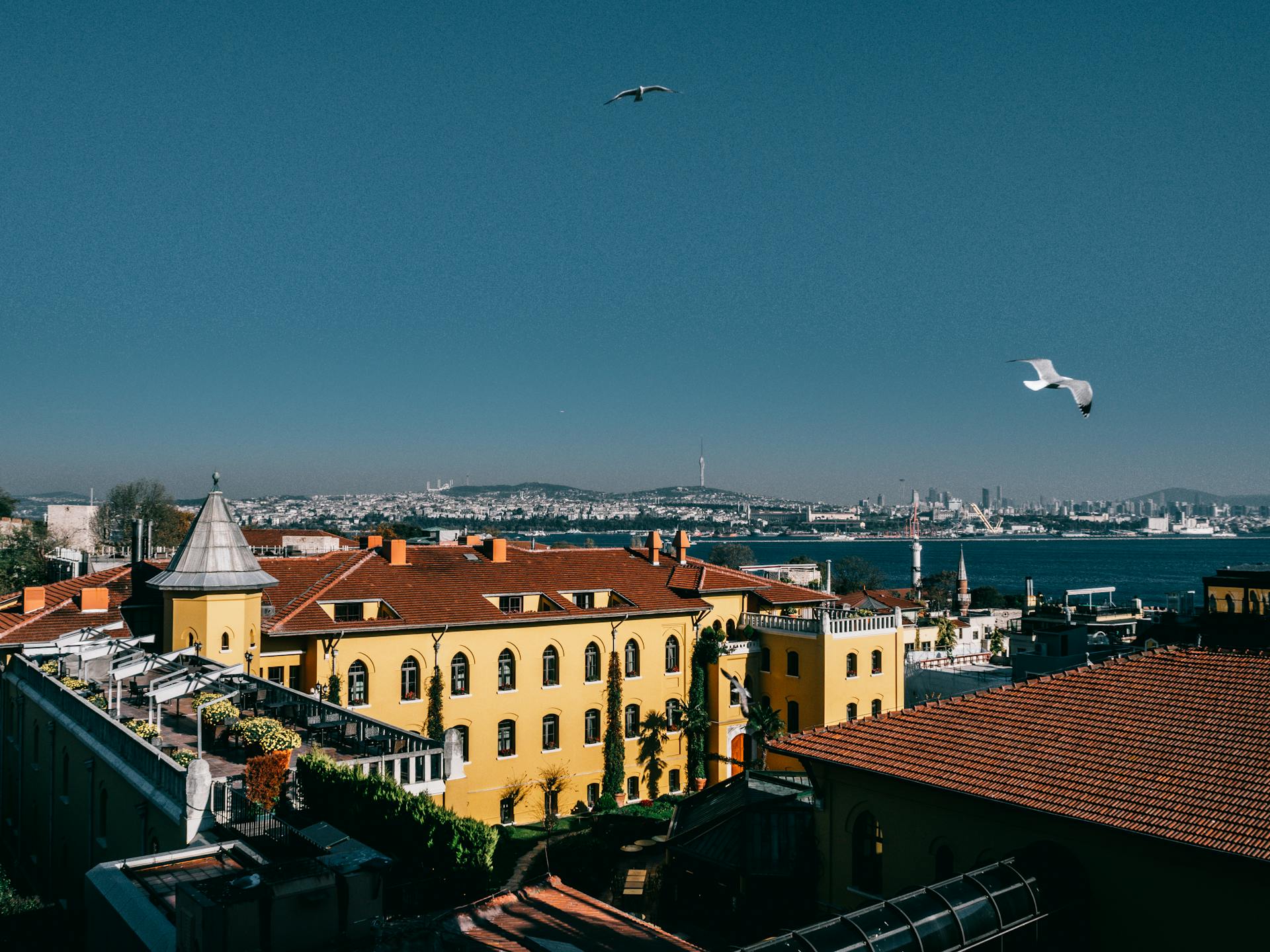 Picturesque scenery of seagulls soaring above picturesque coastal district in Istanbul on sunny day