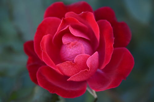Free Close-Up Shot of Red Rose in Bloom Stock Photo