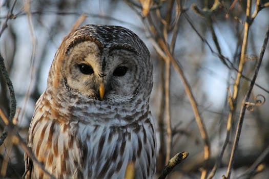 Detailed image of a Barred Owl perched among branches in daylight.