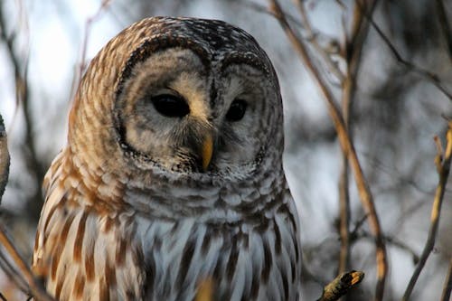 Close-Up of a Barred Owl