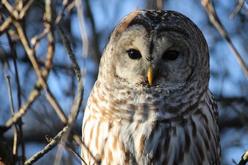 Free A Barred Owl  Stock Photo