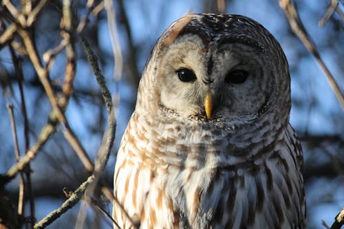 A Barred Owl 