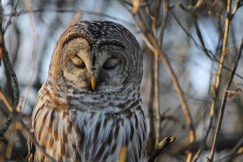 Close-Up of a Barred Owl