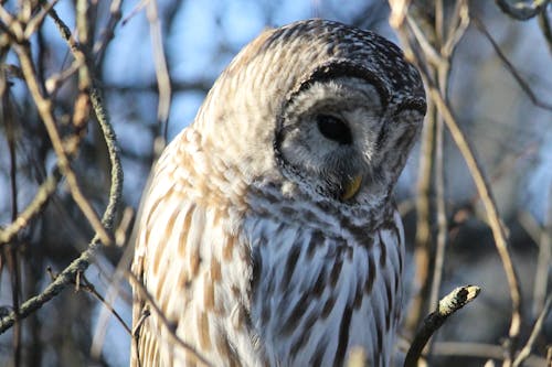 Free stock photo of barred owl, birds, nature