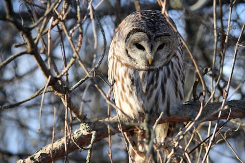 A Barred Owl Perched on a Tree Branch