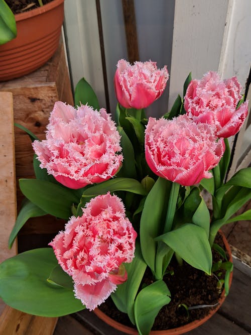 Foto profissional grátis de botânica, cor-de-rosa, flor em vaso