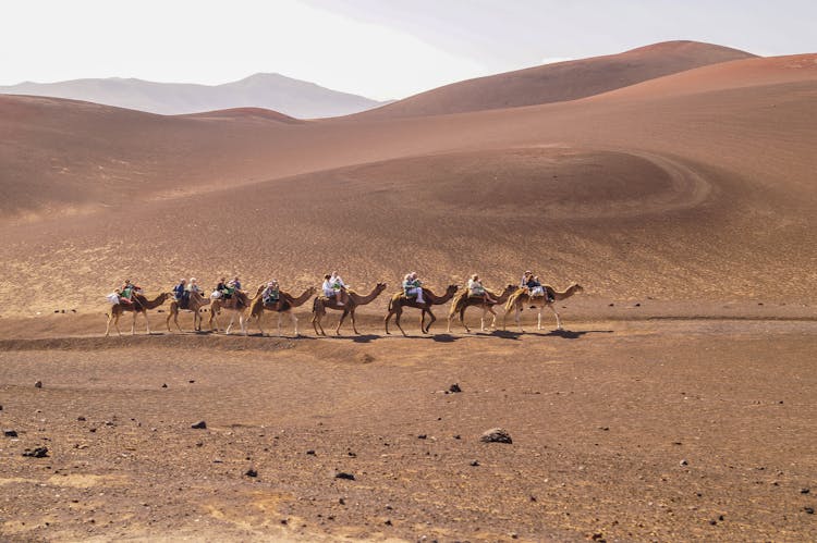 People Riding Camels At The Desert 