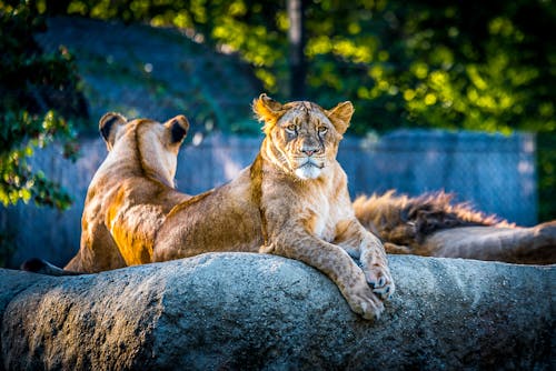 Δωρεάν στοκ φωτογραφιών με lionesse, άγρια γάτα, άγρια φύση