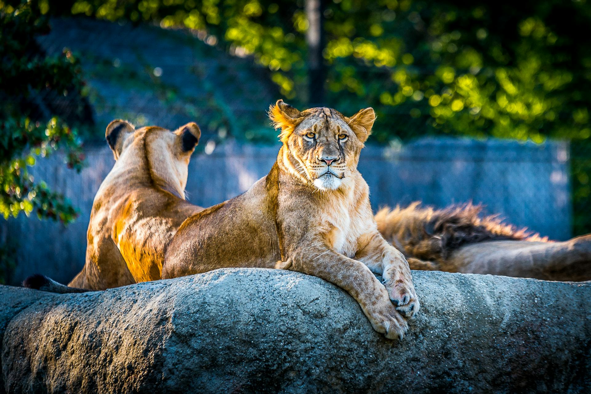 Tiger on Rock