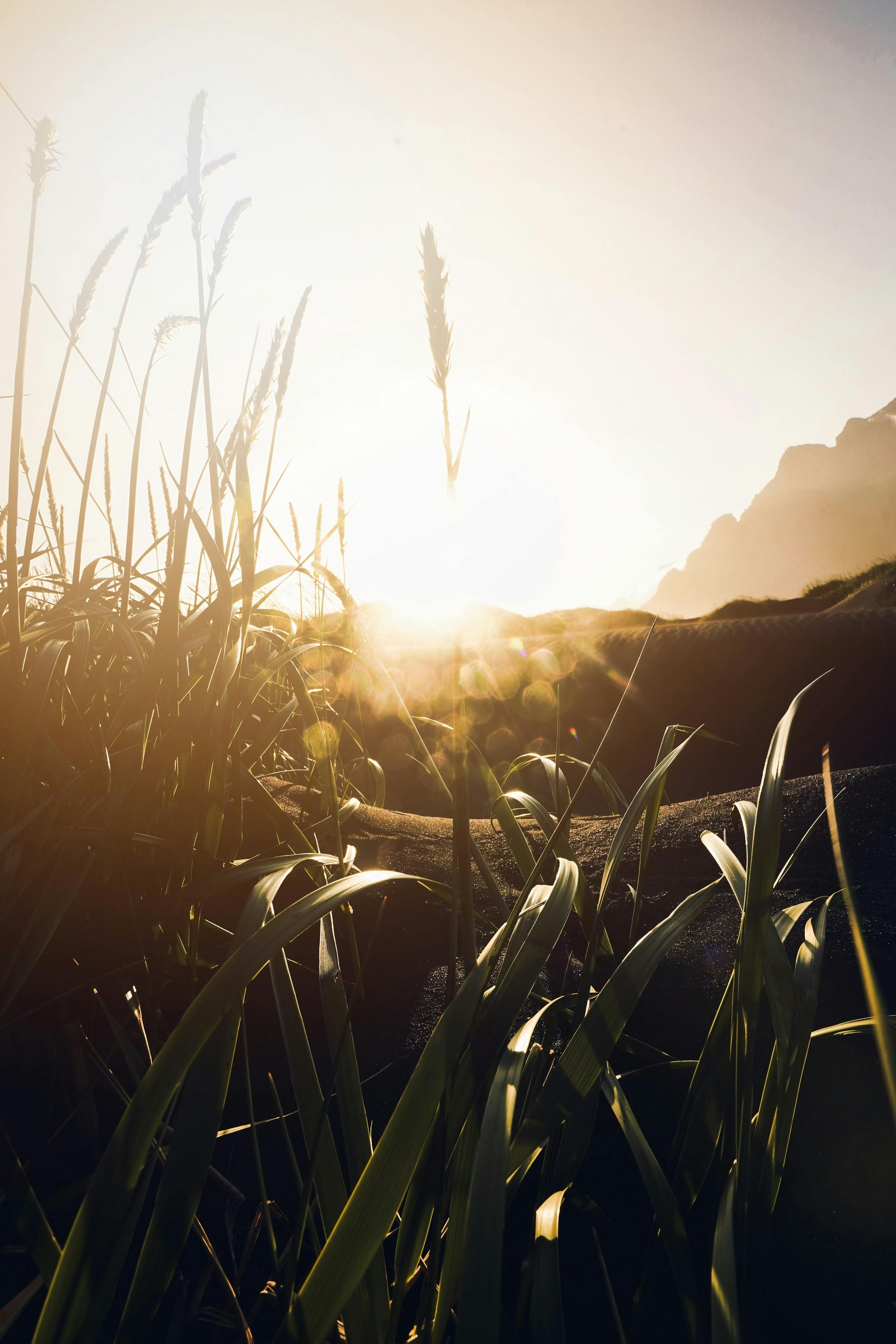 Picturesque scenery of green field with grass and forest under bright sunset sky