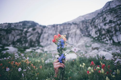 Безкоштовне стокове фото на тему «гора, Денне світло, дикі квіти»