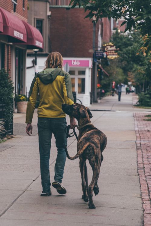 Free Casual stroll with a Great Dane on a city street with shops and trees. Stock Photo