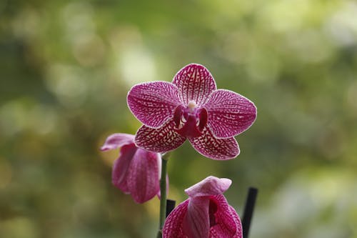 Foto d'estoc gratuïta de orquídia, orquídies, orquídies violeta