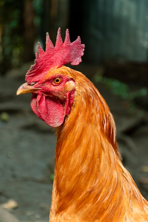 Free Close-Up of a Rooster  Stock Photo