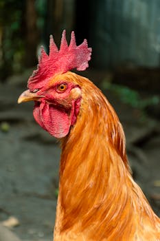 Close-up image of a colorful rooster with striking red feathers and comb.