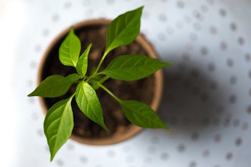 Selective Photography of Green Leaf Plant in Brown Pot