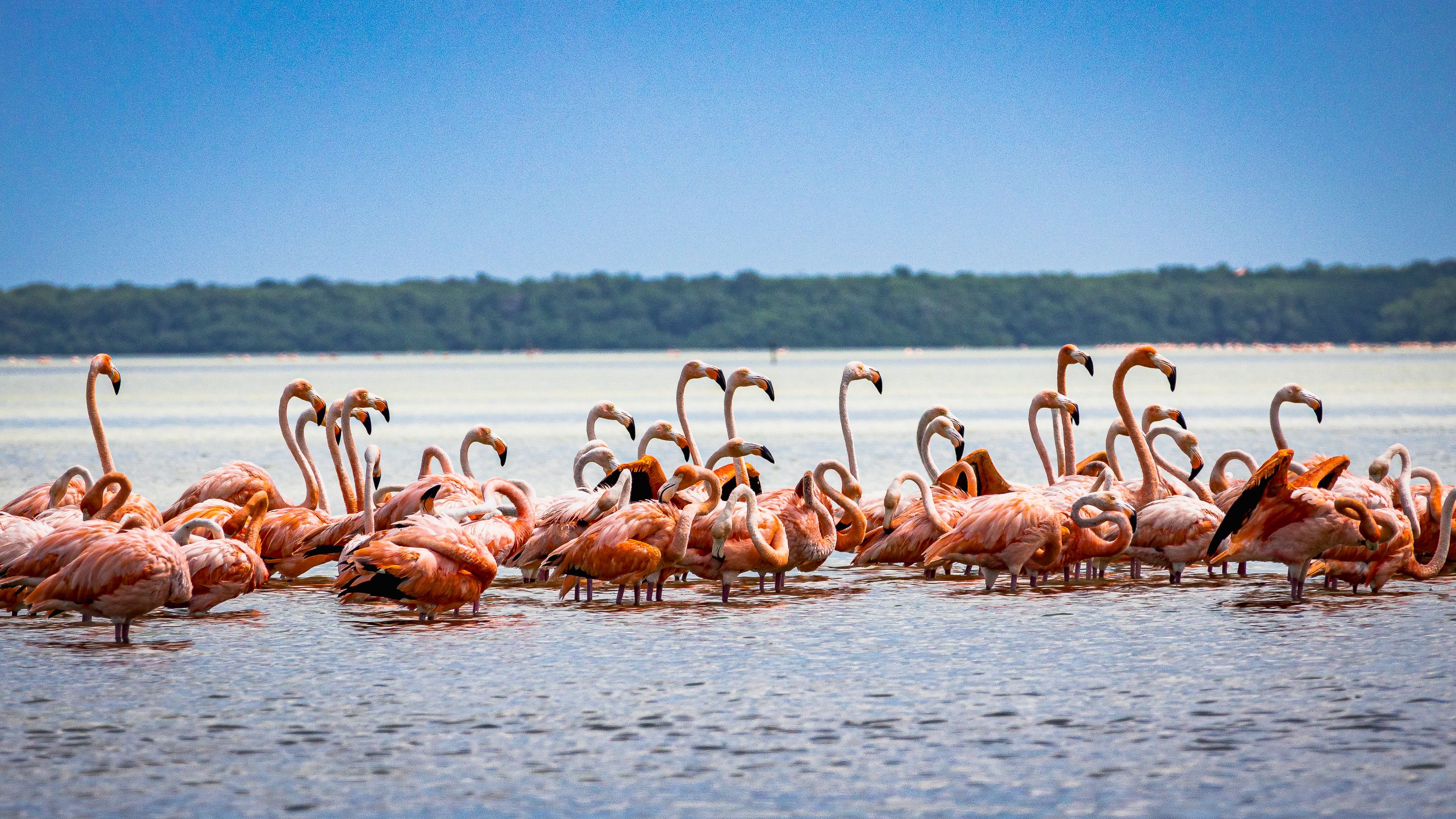 Flamants roses au lac Nakuru, spectacle coloré incontournable.