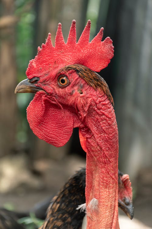 Portrait of a Rooster with Red Cockscomb