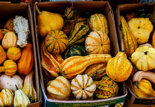 Fall Vegetables in Boxes