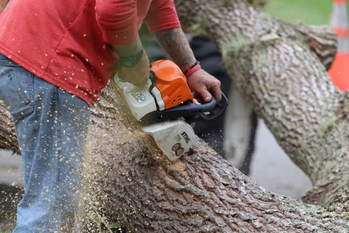 The butt log cut down to a size that can be moved
