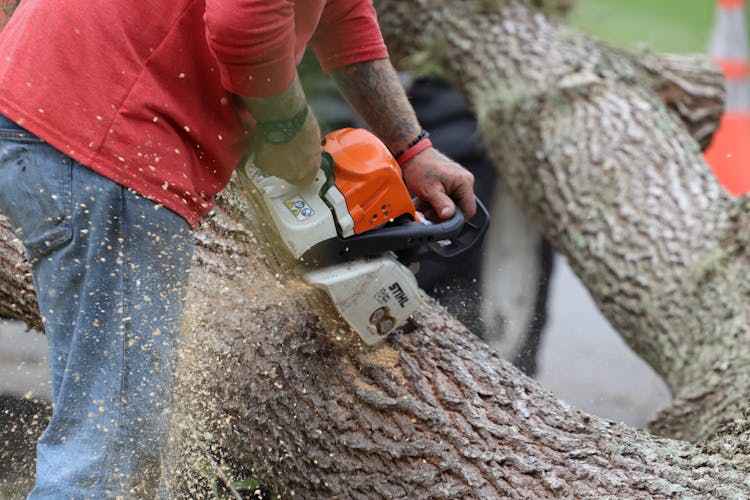 A Person Cutting A Tree