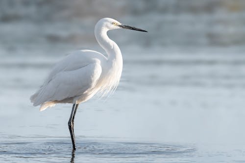 Foto profissional grátis de água, animais selvagens, animal