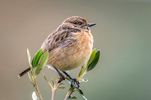 Imagine de stoc gratuită din animal, bej, faună sălbatică