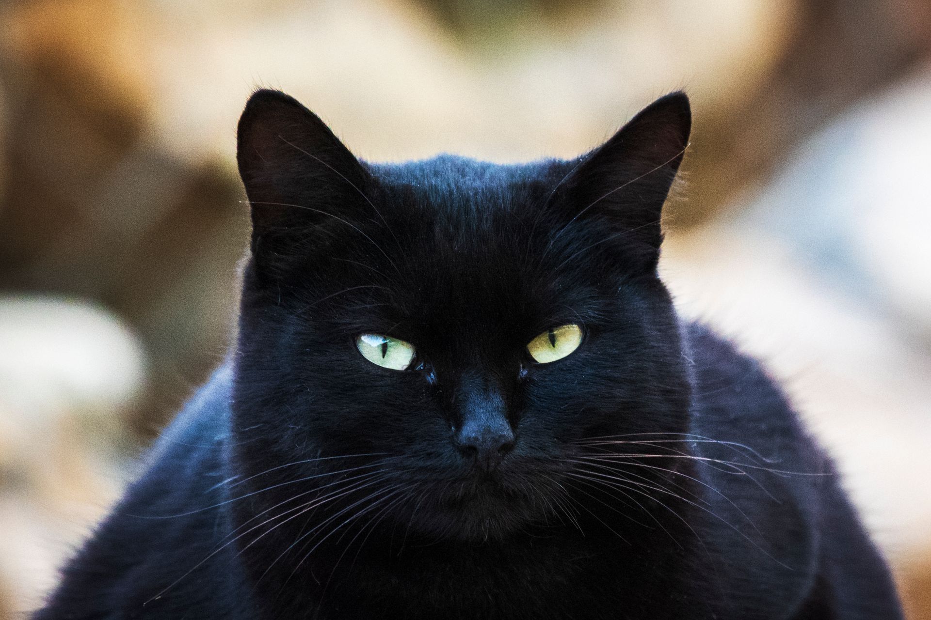 Close-up of a Black Cat with Whiskers