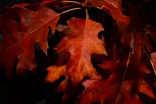 Free Close-Up Photography of Maple Leaves Stock Photo