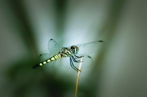 Fotobanka s bezplatnými fotkami na tému hmyz, krídla, vážka