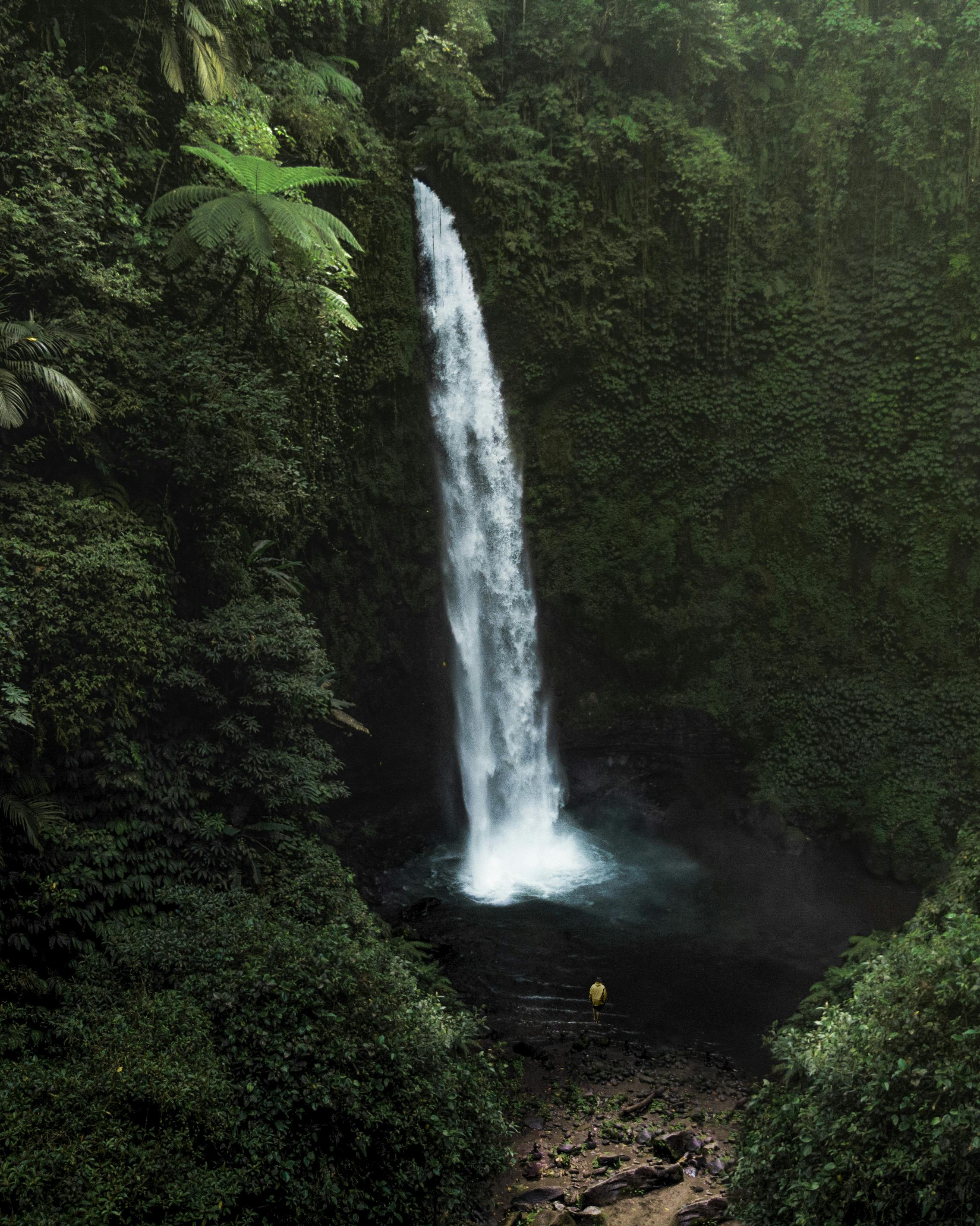 Picturesque view of small waterfall flowing among lush green plants in jungle forest