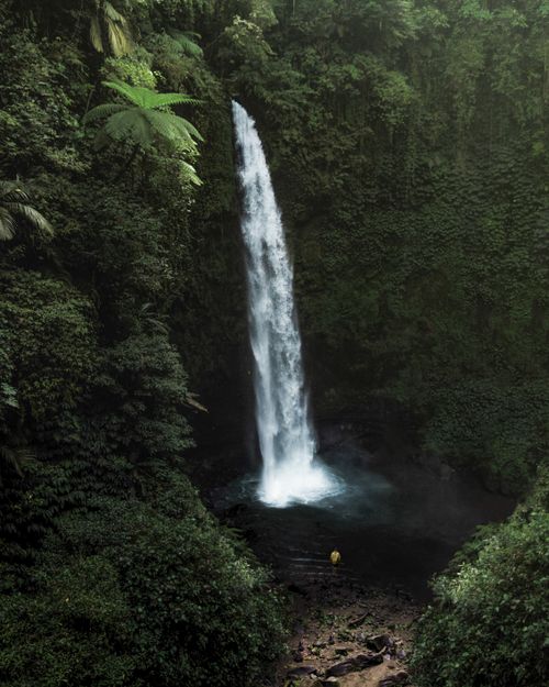 Free Picturesque view of small waterfall flowing among lush green plants in jungle forest Stock Photo