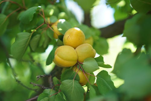 Fruits Growing on Tree