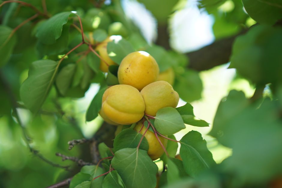 Apricots growing on a tree branch in summer — apricot tree trimming for better fruit production Surrey BC
