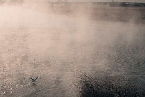 Free stock photo of duck, foggy morning, river