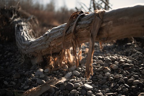 Kostenloses Stock Foto zu am strand, baumrinde, flussböden